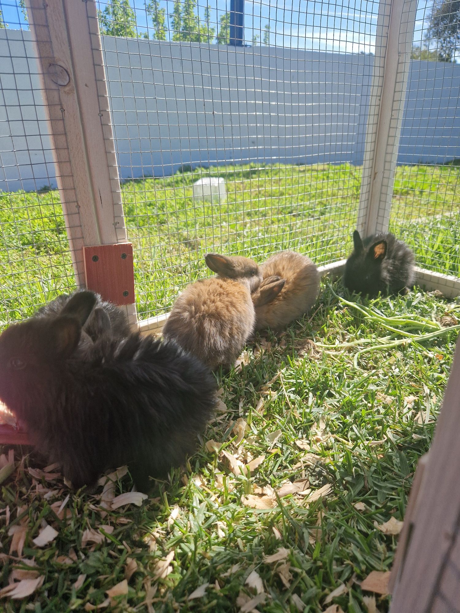 Coelhos anao castanho e preto