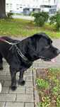 Czarny Labrador Nero szuka odpowiedzialnego domu