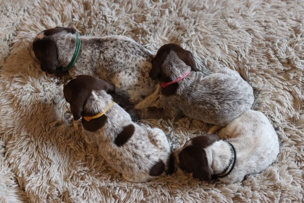 Wyżeł niemiecki krótkowłosy- szczeniaki  „Znad Odrzańskich Pól” FCI