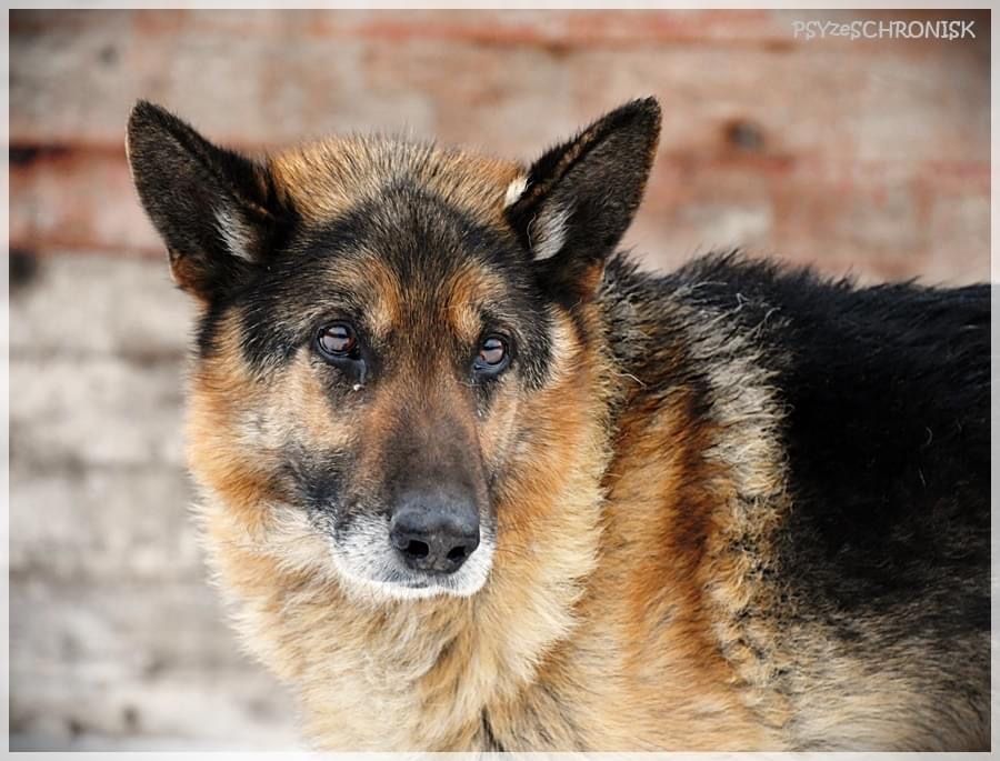 HOMER w typie owczarka, bardzo łagodny