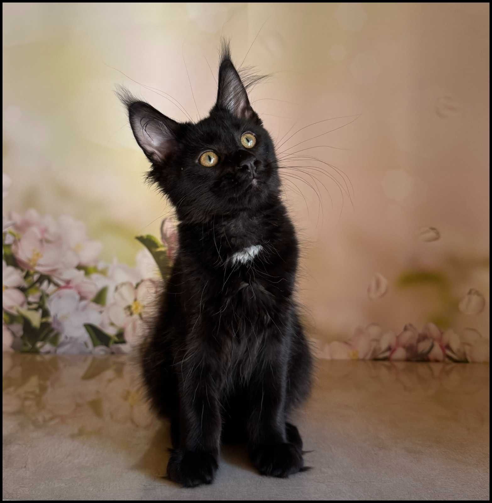 Koteczka Maine Coon Kosma super charakter