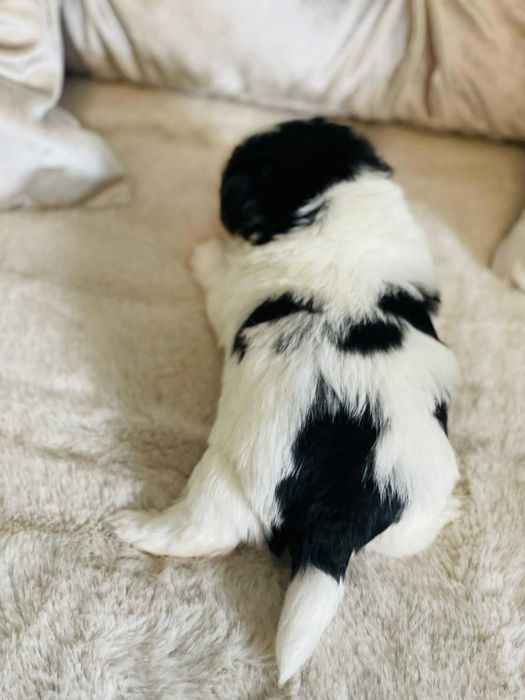 York Biewer prześliczny chłopczyk. Bardzo Piękny. Luxusowy.