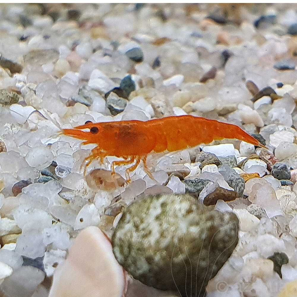Krewetki Neocaridina Orange Pomarańczowe Hodowla