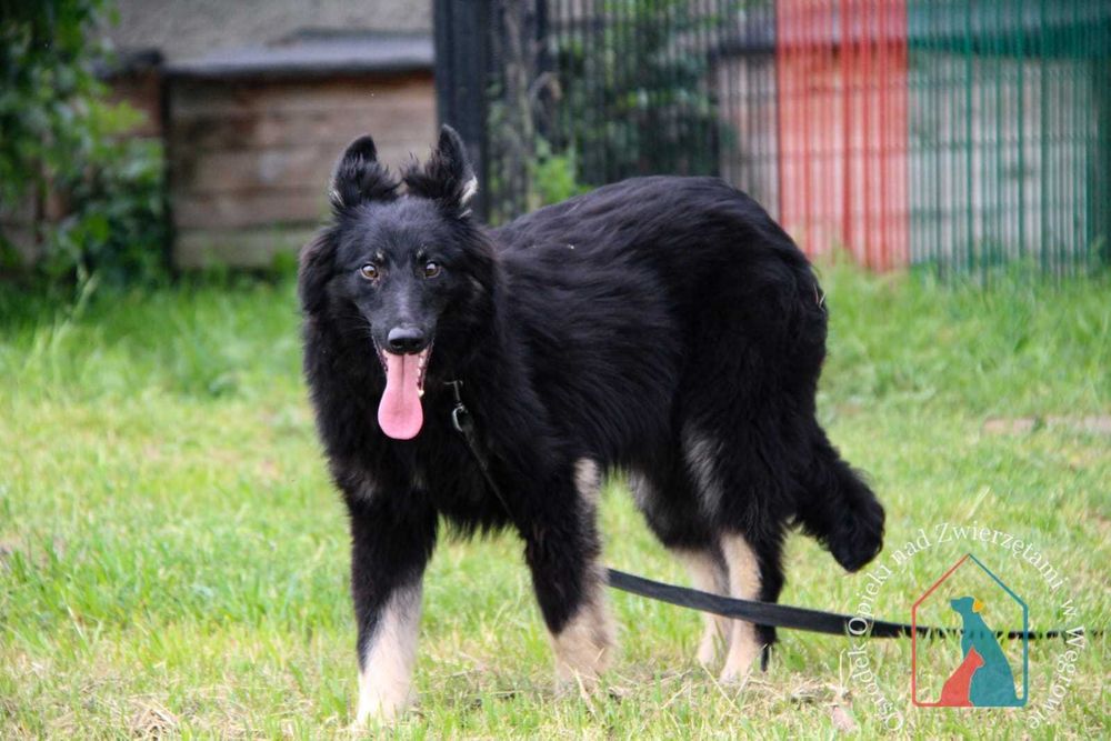 Młody piesek Noli szuka domu.Adoptuj!