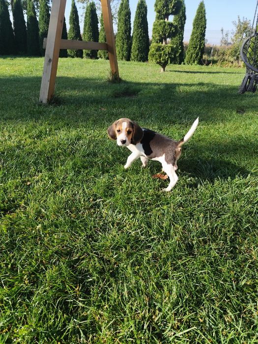 Śliczna suczka Beagle gotowa na zmiany domu