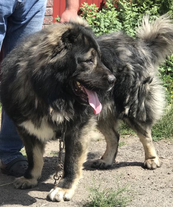 Кобель на вязку