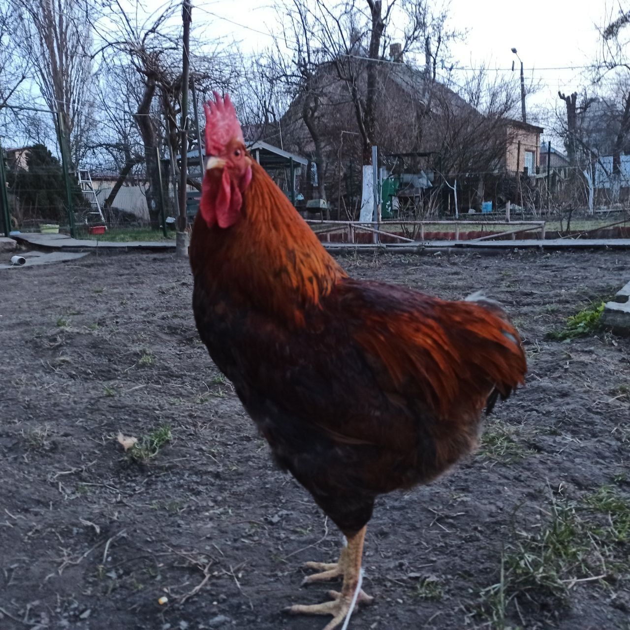 Молодий півень, петух