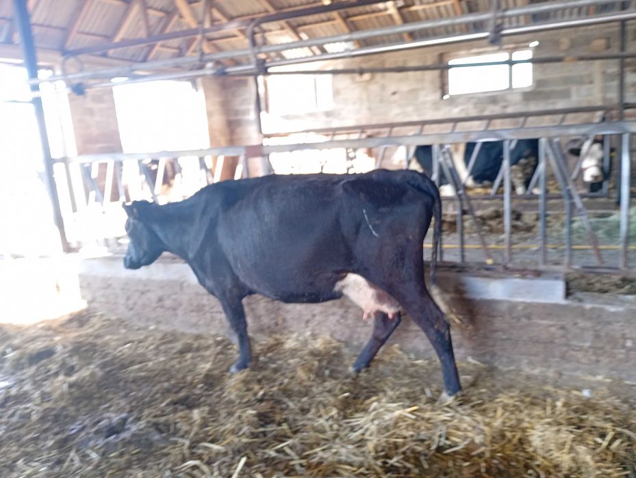 Krowa cielna mlode 2 sztuki