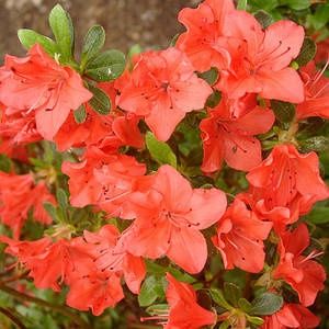 Рододендрон и азалия саженцы