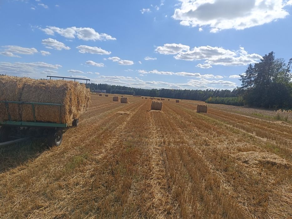 Słoma żytnia i owsiana