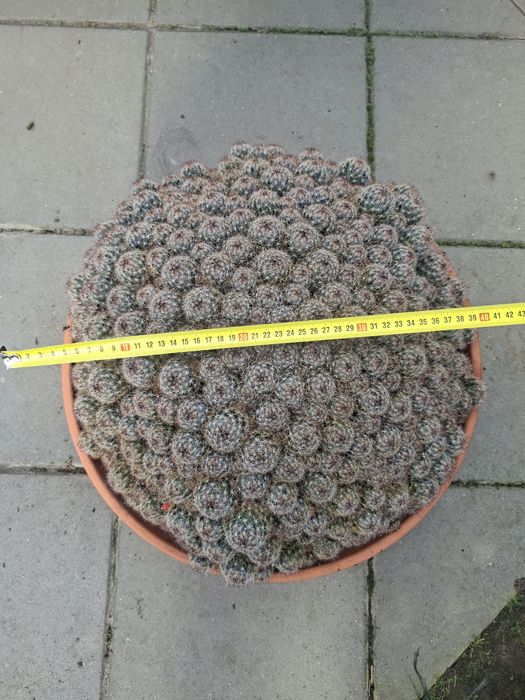 Kaktus Mamilaria.