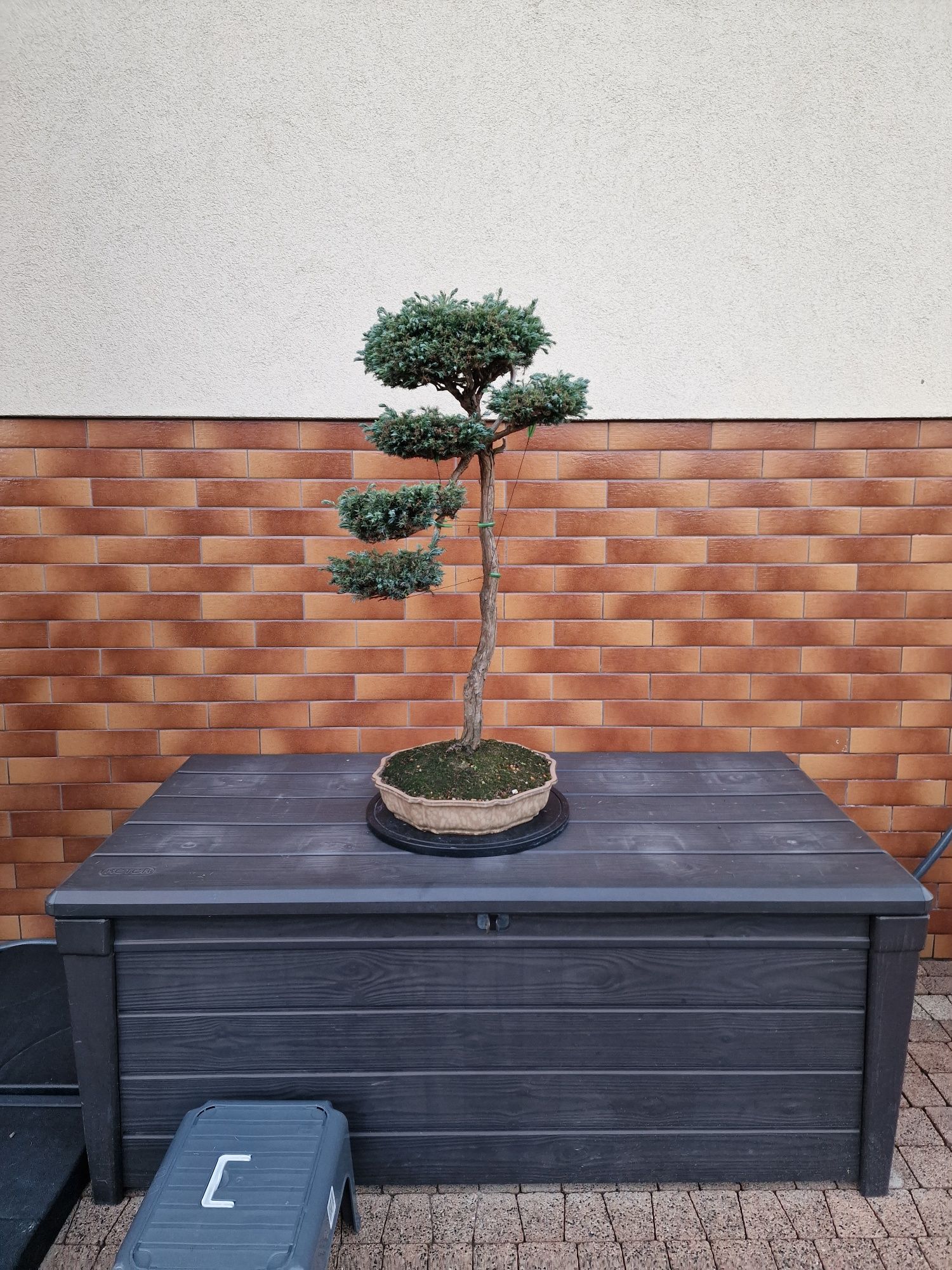 Promocja!!! Bonsai sztukateria miniaturyzacji drzew i krzewów