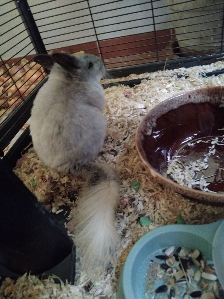 Chinchila fêmea adulta
