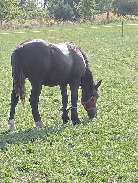 Sprzedam źrebicę zimnokrwiste
