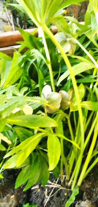 Кусты морозника лекарственного