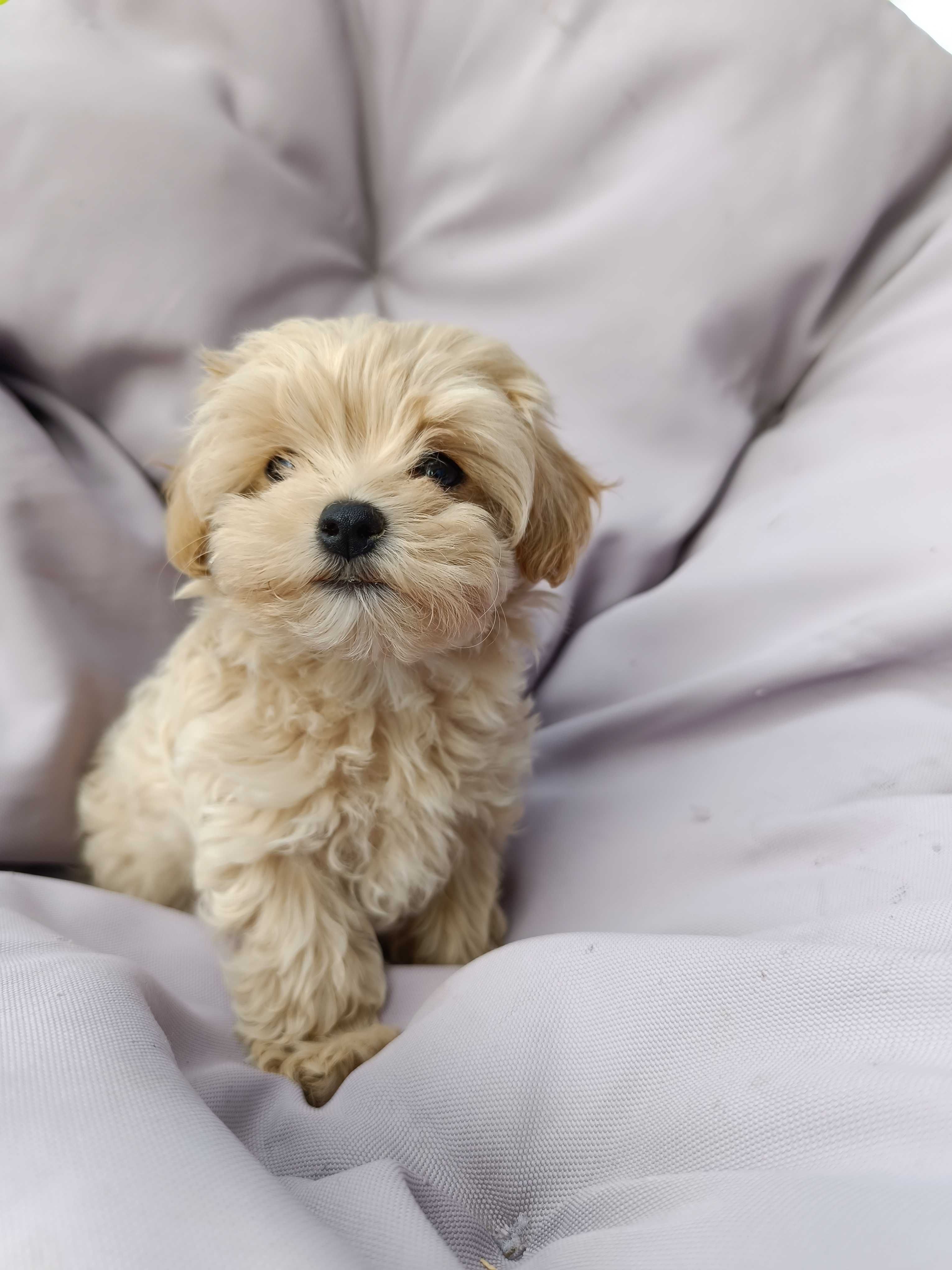 Szczeniak maltipoo