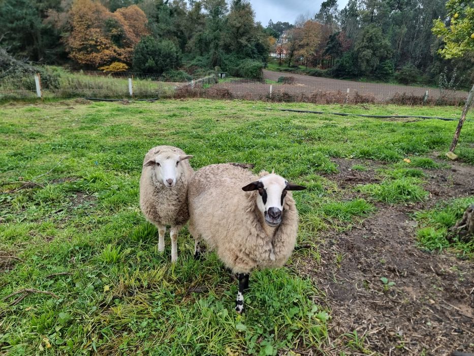Ovelhas e cabras para venda.