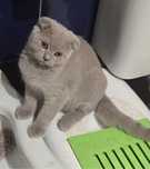 Gatinha Scottish Fold (Rara)