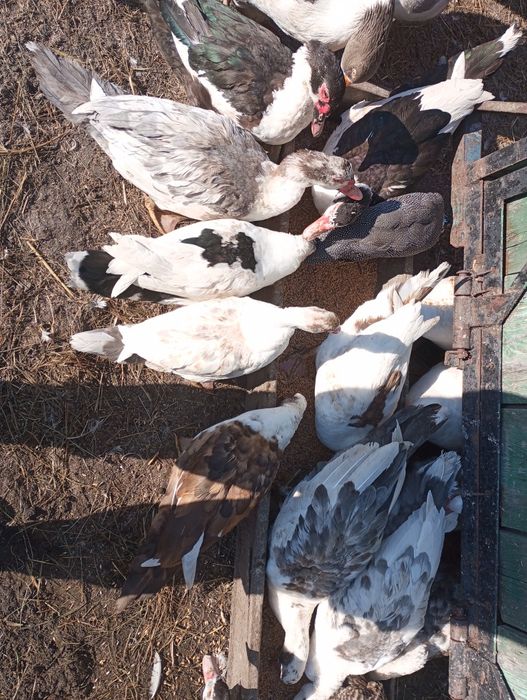 Piękne gąski i kaczki