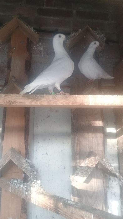 Gołębie orlik belgijski