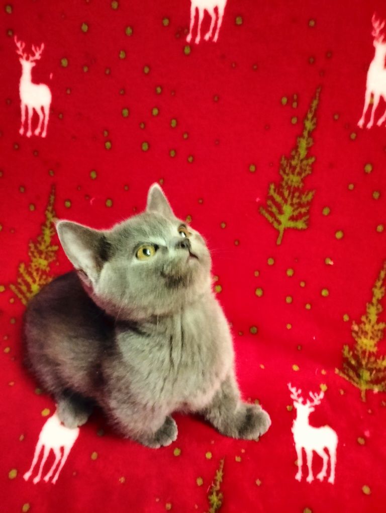 Котята породы Манчкин