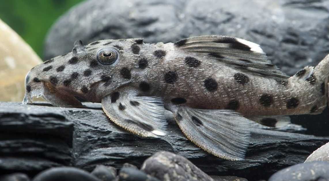 Glonojad L264 - Leporacanthicus joselimai - ODŁÓW - WF - dowóz