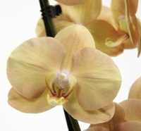 Орхидея. Фаленопсис. Карина.