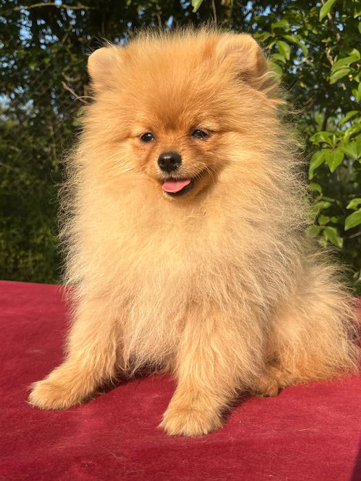 Мальчик померанского шпица