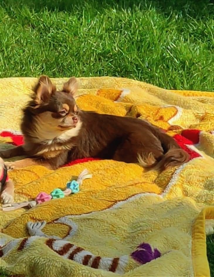 Chihuahua długowłosy śliczny piesek FCI