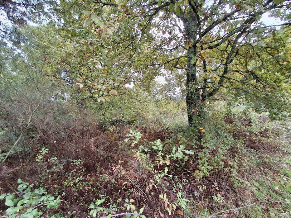 Terreno em Atalaia, Pindo, Penalva do Castelo