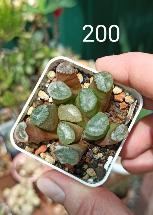 Хавортія Haworthia