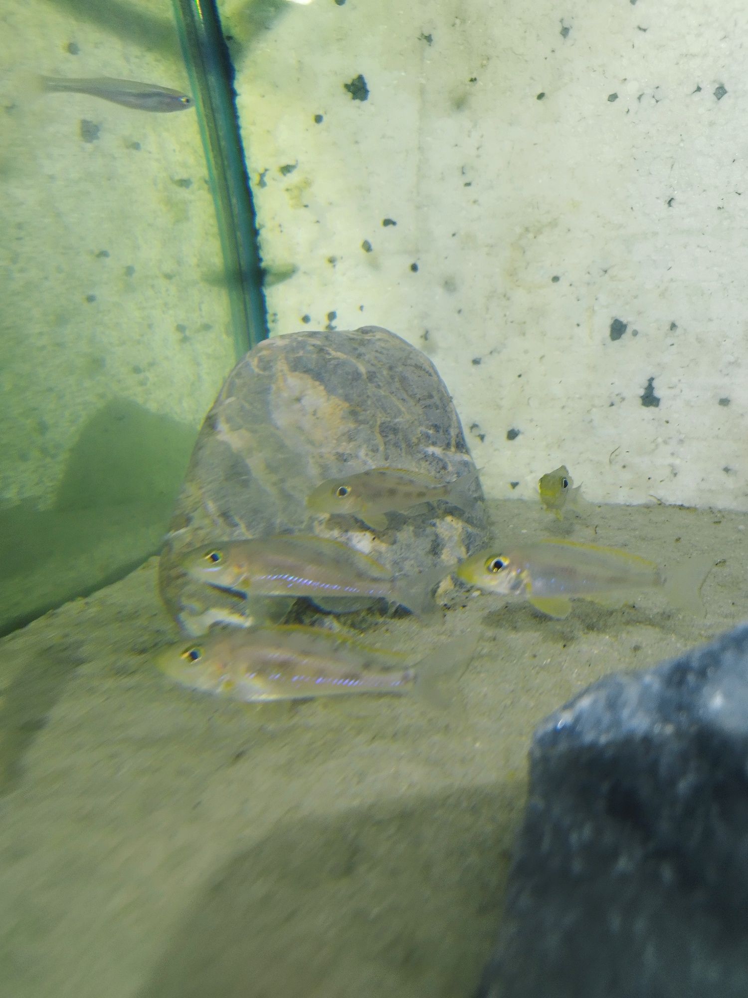 Xenotilapia Papilio Sunflower Chituta