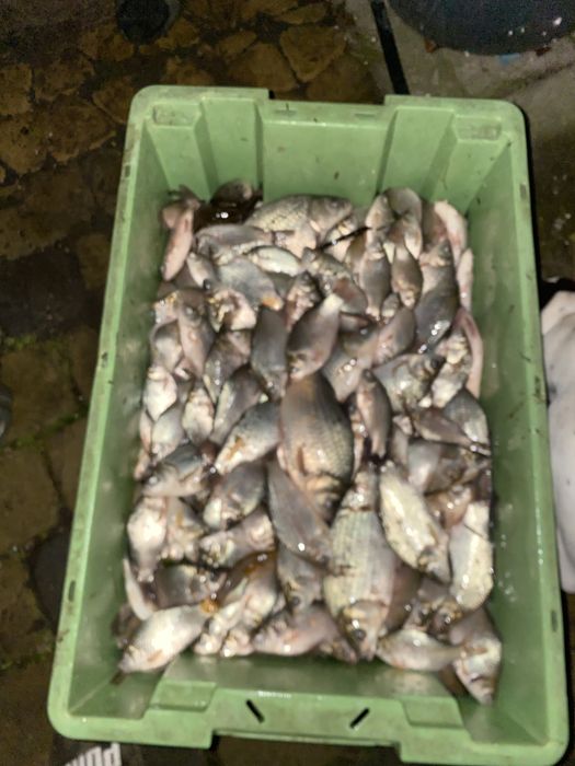 Karas srebrzysty narybek