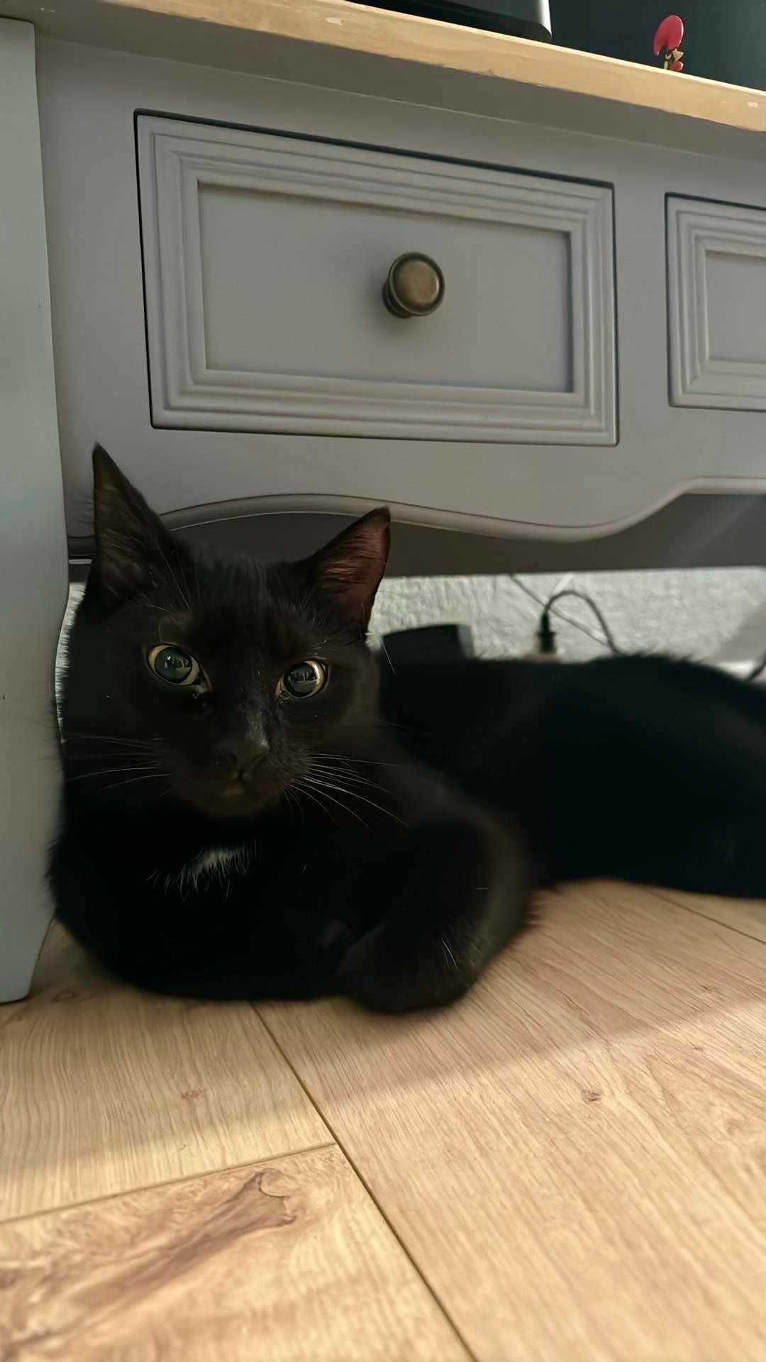 Pyza- śliczna czarna kotka