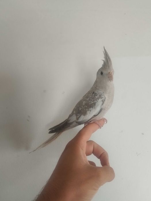 Caturra domésticada