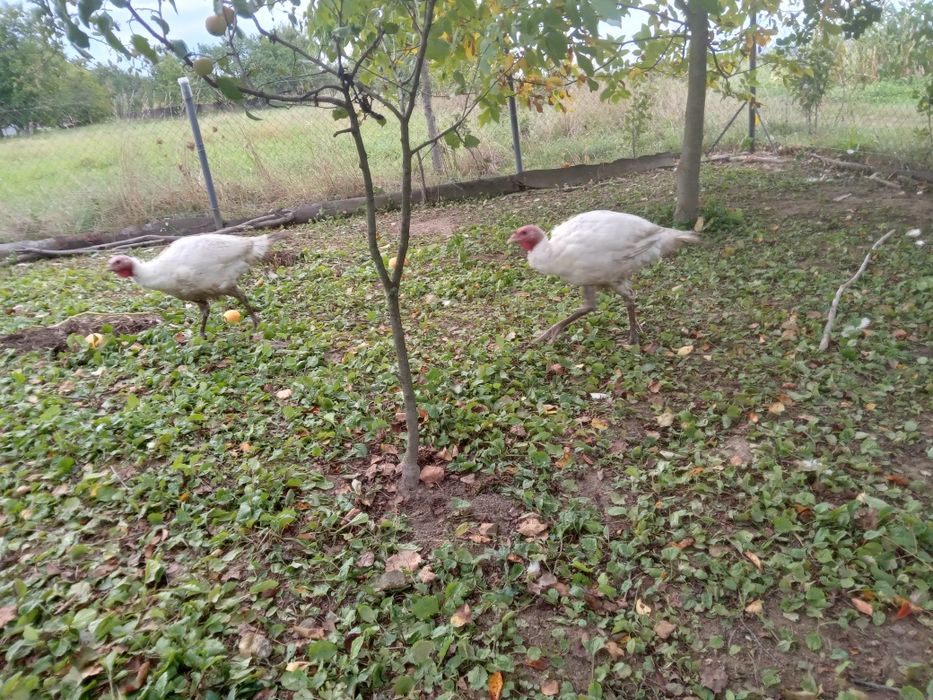 Продаються індики