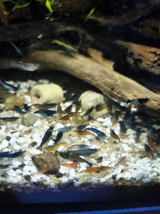 Krewetki Neocarodina Mix 50 szt!!!