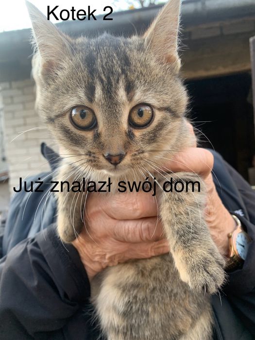 Urocze kociaki szukają kochających domów