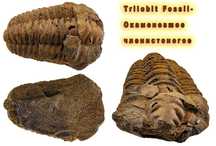 Трилобит, Метеорит, древние окаменелости, для коллекции