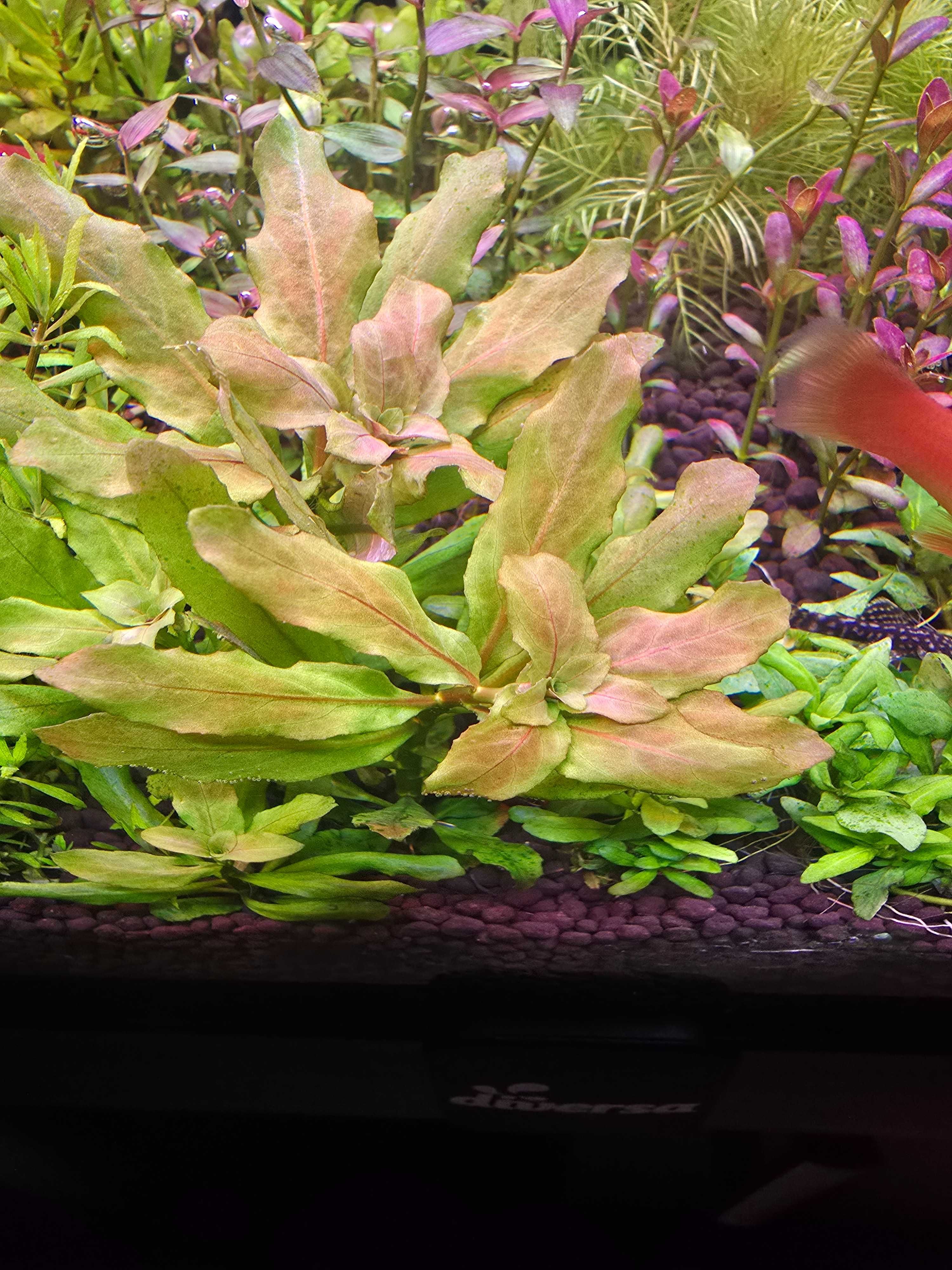 Ludwigia Sphaerocarpa Pilosa rarytas. 45gatunkow roslin wysyłka