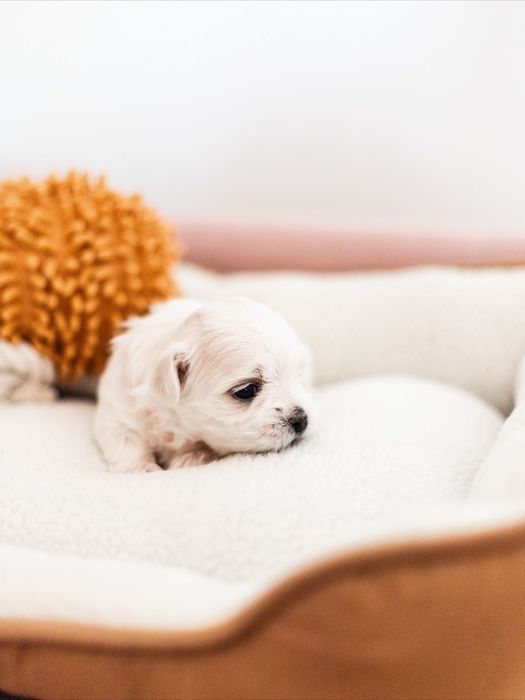 Maltańczyk z rodowodem i chipem - rezerwacja