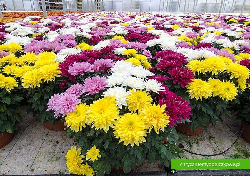Chryzantemy Średniokwiatowe MIX - Kolorowe