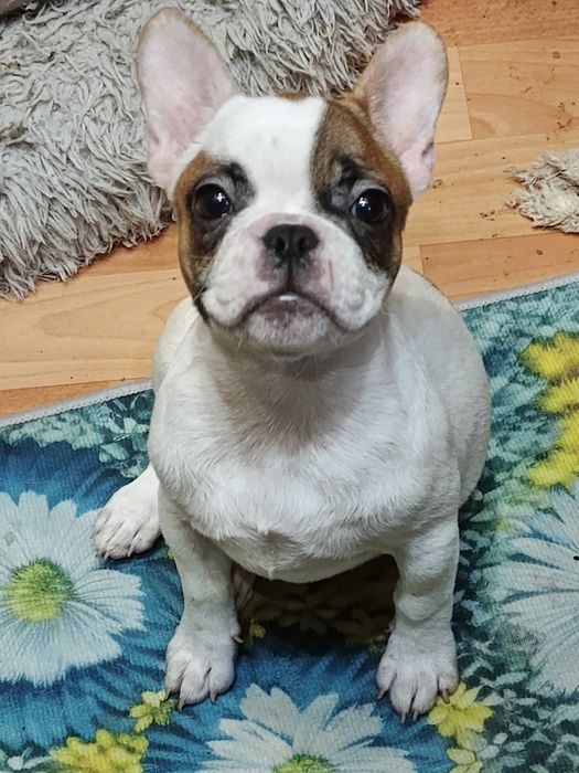 Дівчинки пишечки Французи