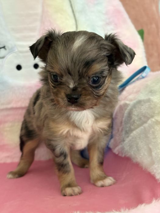 ** Cudowny piesek merle**