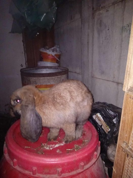 Sprzedam króliki barany francuskie