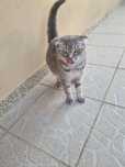 Gata scottish com quase 2 anos para adoção