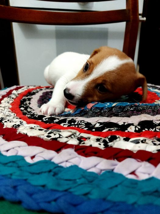 Джек-рассел-терьер