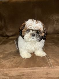 Suczka shih-tzu szuka domu