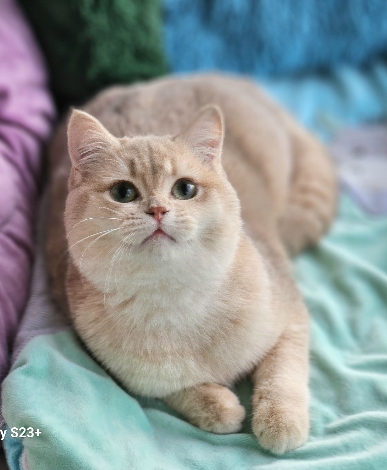 Золотая британская шиншилла кот котята котик хлопчик лиловый