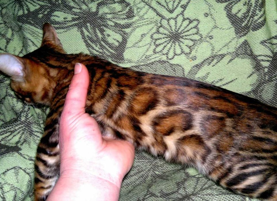 Ексклюзивний BENn24 червоний бенгальський хлопчик